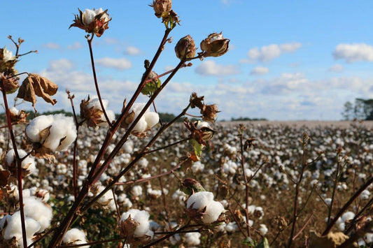 Is Organic Cotton Better Than Cotton?