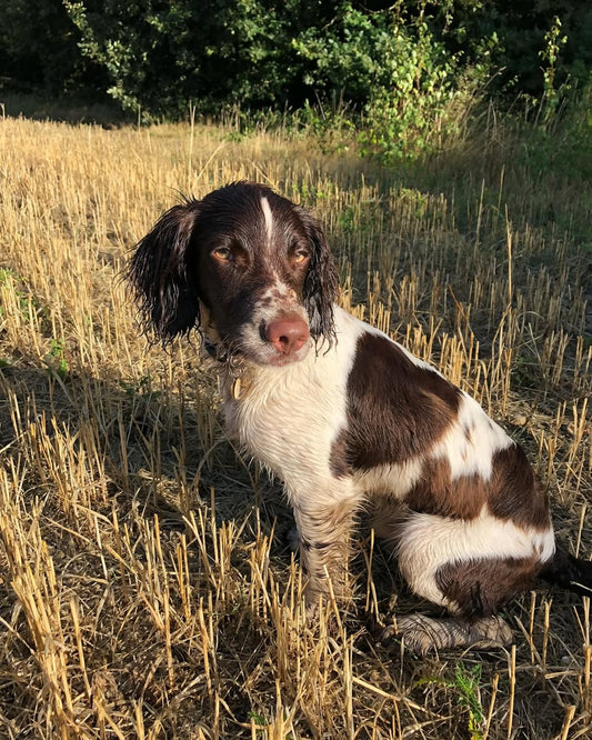 Best Dog-Friendly Beaches In Norfolk To Visit