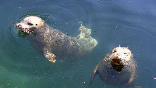 Why Seals Have Become Icons of the British Coast